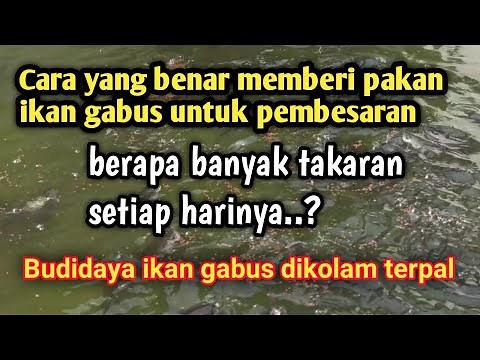 Cara yang benar memberi pakan ikan gabus untuk pembesaran || Budidaya ikan gabus