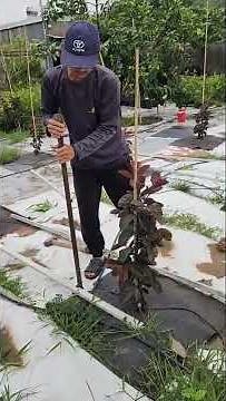 Making a trellis using plastic support beams #colorsoflife #guava #reddiamondguava #fruit