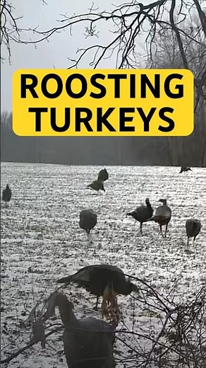 Scouting Turkey Roost Trees (What to Look For)