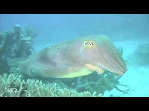 Función de Relación Animal