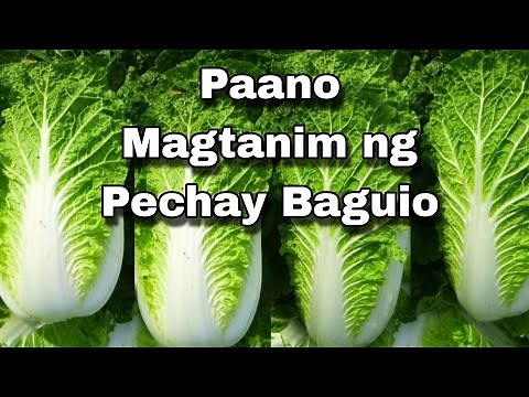 Paano Magtanim ng Pechay Baguio. Chinese Cabbage