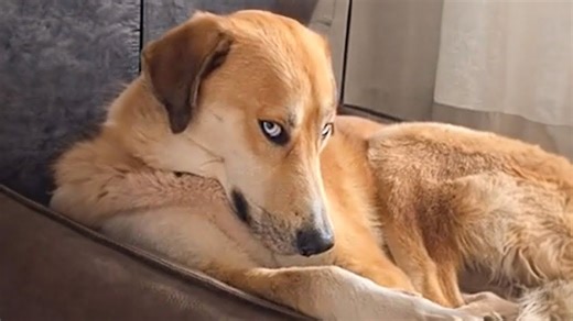 When dogs decide to rule the day