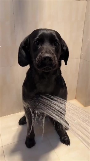 かわいい犬たちの日常と癒しのペット動画