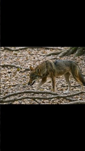 Coyote Sounds of Howling and Barking | Canis latrans Sounds #wolf #coyote #animalsounds #fox