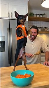 Mini Doberman Tricks Are The Funniest Thing You'll See Today 🐕‍🦺🤣