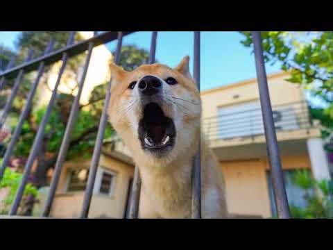 Woof Woof Woof Sound | Animal Sounds