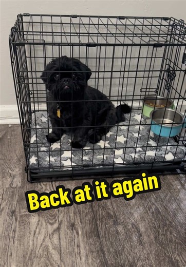 Caught in HD: Shih Tzu's Hilarious Moment