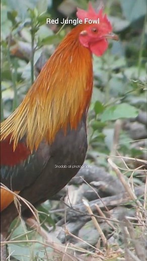 Red jungle fowl : The wild beauty of nature #fowls #red #jungle