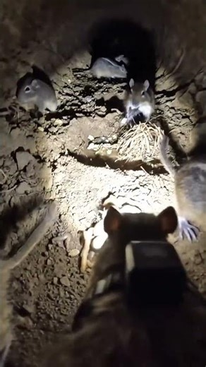 POV: Inside a Jerboa Colony — Real Micro-Camera Exploration of Subterranean Life #timelapse