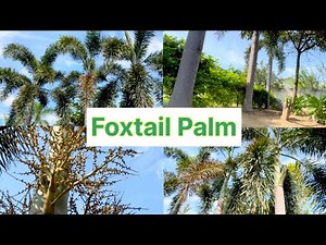 Care of Foxtail Palm Tree | Review / Growth and Uses