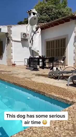 Amazing Dog Jumping Straight Up