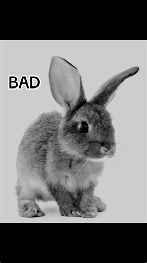 #badbunny #grammys #superbowl #bunny #rap | bad bunny super bowl