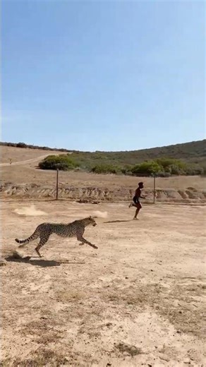 Speed Vs Cheetah 💨 #ishowspeed #foryou #viral #comment