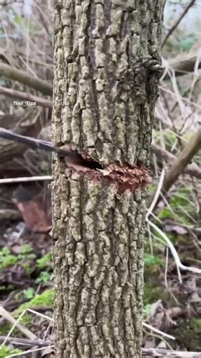 Carpentry Techniques You Must See #skills #woodworking