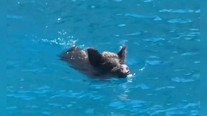 Wild boar hunts female vacationers in the Mediterranean