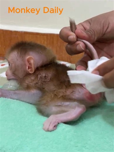 So rotten! Baby monkey lying still let mom clean it