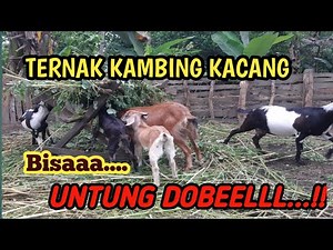 BEAN GOAT FARMING IS PROFITABLE