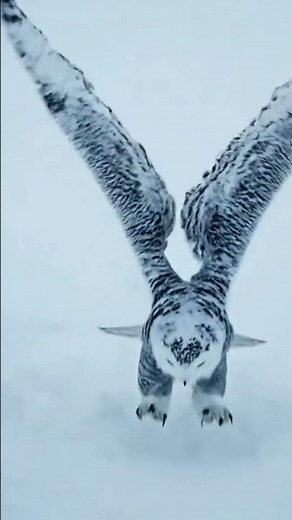 WATCH: Snowy Owl Hunting In Complete Arctic Whiteout Bliz...