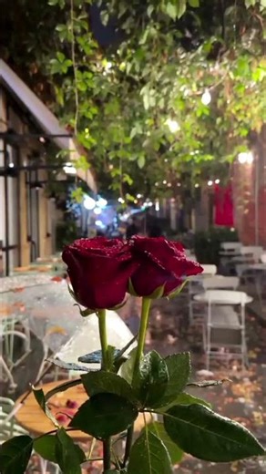 beautiful#flower🌹