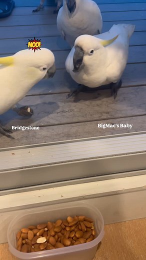 Cockatoos on Instagram: "Meet BigMac’s fearless baby! This little cockatoo may be young, but he’s got the heart of a raptor! He boldly squeezes in between the adults to grab almonds — no hesitation, no fear. And yes… he even makes tiny dinosaur sounds while trying to claim his prize! Small but fierce — and absolutely adorable💕 #aussiebirds #wildparrots #wildcockatoo #funnybird #cockatoos #cockatoo #cockatoolife #cockatoolover #cockatoosofinstagram #sulphurcrestedcockatoo"