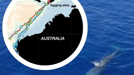 ‘First confirmation’: Pygmy blue whale tracked for 193 days