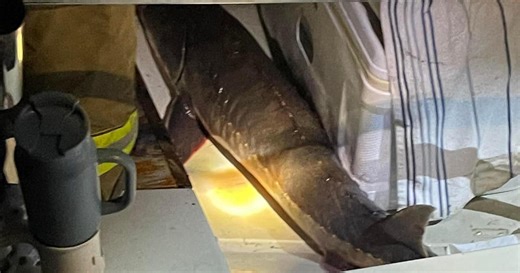 Woman riding in boat in Newburyport injured after sturgeon hits her in the face