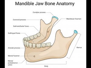 Anatomy of mandible.