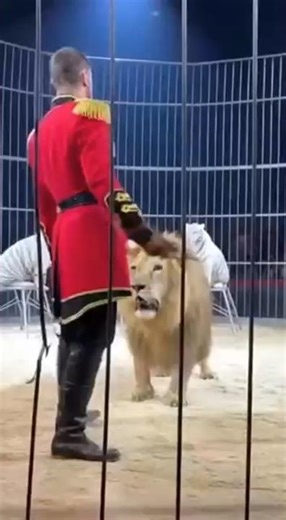 Circus Ringmaster vs Lion | Terrifying Moment Caught on Phone 😱 | #viral #wildlife #lion #tiger