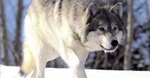 Federal Wildlife Agents Shoot 14 Wolves