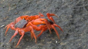 two red crabs fighting on Similan island in Thailand