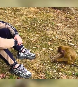 21K views · 1.3K reactions | Mother was sad when a duckling went missing | Lucy Cat | Facebook