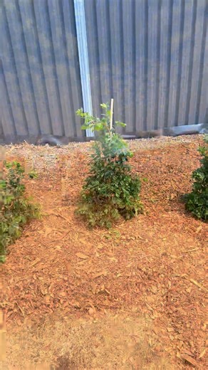 6K views · 13 shares | Turning plain fences into living green walls  Hard work pays off — loving the result!  #lousgardeningandlandscapingservices #gardeningbusiness #gardening #hedgeplanting #lilypilly | Lou’s Gardening and Landscaping Services | Facebook