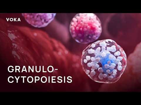Granulocytopoiesis Explained in 3D: From Myeloblast to Mature Granulocytes