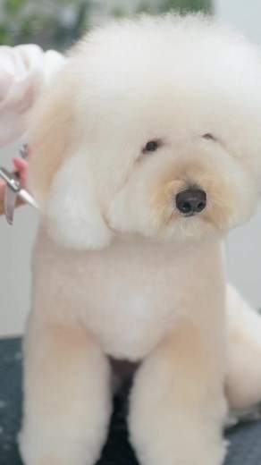 #grooming #asmr #bichonpoo #dogsoftiktok #cute