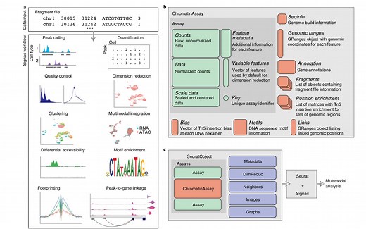 Signac | scATAC-seq 数据分析实战视频