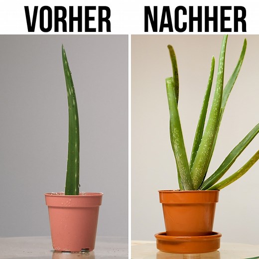469K views · 611 reactions | Was ist Aloe Vera und wie kümmert man sich um sie? | Fabiosa Deutschland | Facebook