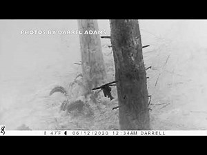 VID #1 OWL MOON LAB WILDERNESS | TREE & LAND DISTORTION