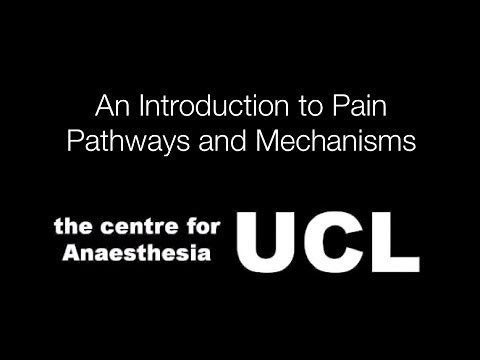 An Introduction to Pain Pathways and Mechanisms