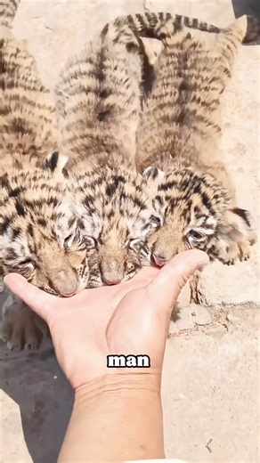 The man’s finger fell into the little tiger