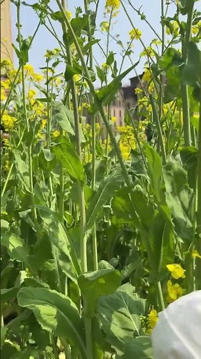 The Mystery of the Beautifully Broken Rape Flowers