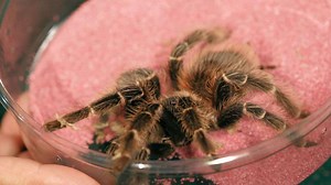 Watch 5 Cool Facts & Care Tips for Red Rump Tarantulas on Amazon Live