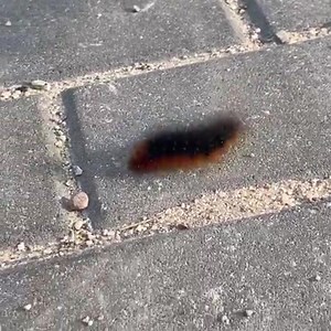 Alien :) #alien | Scibor Monstrous Miniatures