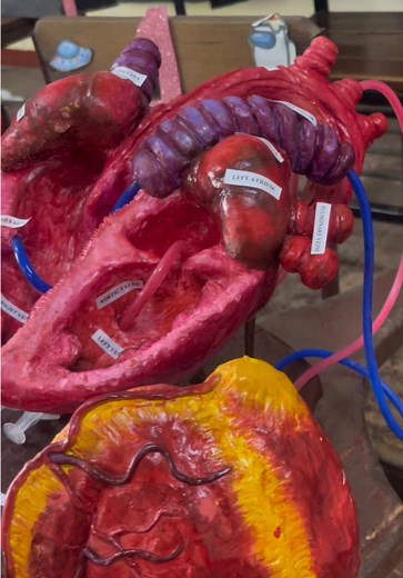 Understanding the Cardiovascular System for Nursing Students