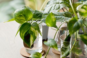 How to easily propagate plants