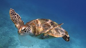 Scientists develop new technique to study tiny plastics swallowed by sea turtles