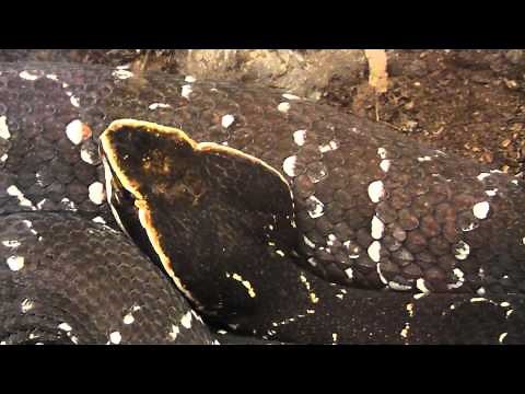 Cantil Mexicano (Agkistrodon bilineatus) - Zoológico de San Juan de Aragón