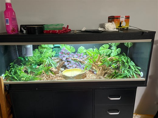 What do you guys think of my royal python set up | Facebook
