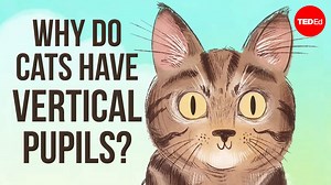 733K views · 26K reactions | Cats have vertical pupils. Humans have round pupils. Goats have rectangular pupils. Cuttlefish have W-shaped pupils. So, what’s going on? Why are there so many different pupil shapes? | TED-Ed | Facebook