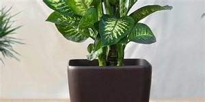 Dieffenbachia Plant Benefits And Side Effects In Hindi | dieffenbachia plant benefits in hindi | Herzindagi