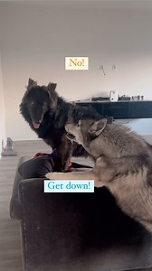 36K views · 1.6K reactions | Ranger always tries to correct Ghost - #agouti #agoutihusky #gsdmix #talkingdogs #siblinglove #bluebayshepherd | Sassy Huskies | Facebook